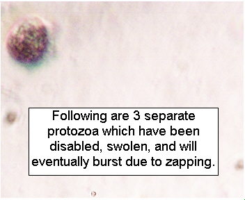 ParaZapper Protozoan Disabled